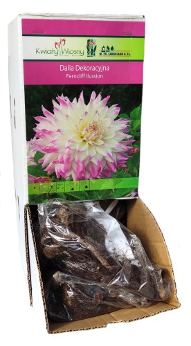 Dalia dekoracyjna Frencliff Ilussion bulwa 1szt 130cm