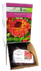 Dalia dekoracyjna Icoon bulwa 1szt 60cm