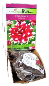 Dalia dekoracyjna Red Empire bulwa 1szt 80cm