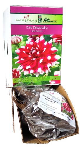 Dalia dekoracyjna Red Empire bulwa 1szt 80cm