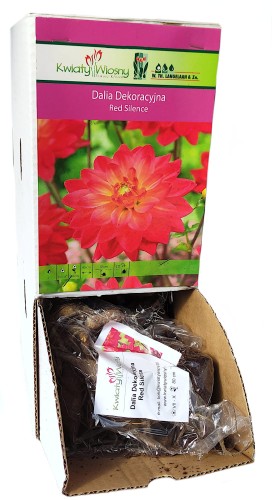 Dalia dekoracyjna Red Silence bulwa 1szt 80cm