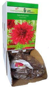 Dalia kaktusowa Creve Coeur bulwa 1szt 100cm