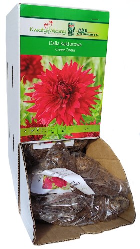 Dalia kaktusowa Creve Coeur bulwa 1szt 100cm