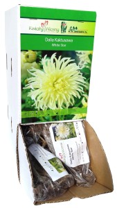 Dalia kaktusowa White Star bulwa 1szt 110cm