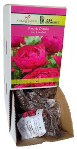 Piwonia Karl Rosenfeld ciemny róż Holland 1szt