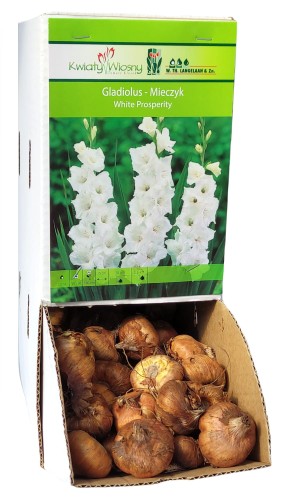 Mieczyk Gladiola WHITE PROSPERITY cebulka 1szt