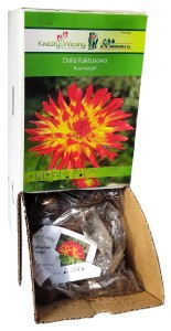 Dalia Kaktusowa Vuurvogel Żółtoczerwona bulwa 1szt 100cm