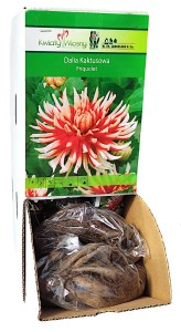 Dalia Kaktusowa Friquolet biało-czerwona bulwa 1szt 120cm