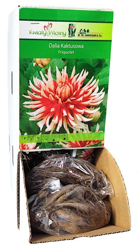 Dalia Kaktusowa Friquolet biało-czerwona bulwa 1szt 120cm