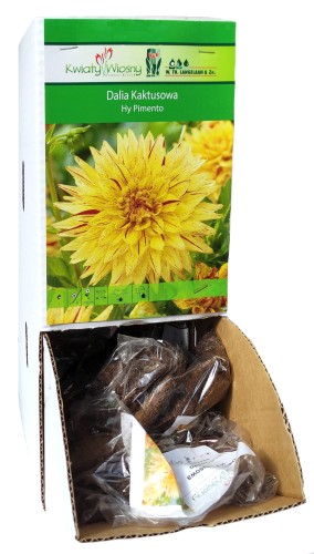 Dalia Kaktusowa Hy Pimento żółta bulwa 1szt 100cm