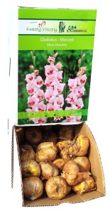 Mieczyk Gladiola różowy Mary Housley cebulka 1szt