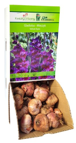 Mieczyk Gladiola fioletowy Velvet Eyes cebulka 1szt