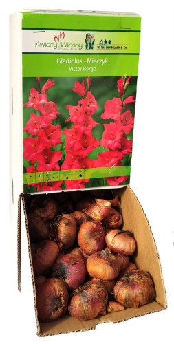Mieczyk Gladiola różowy Victor Borge cebulka 1szt 