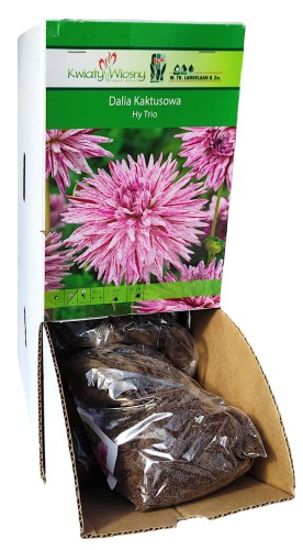 Dalia kaktusowa Hy Trio bulwa 1szt 100cm