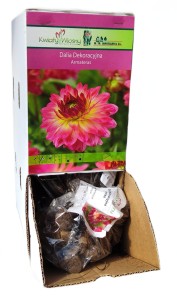 Dalia dekoracyjna Armatears bulwa 1szt 100cm