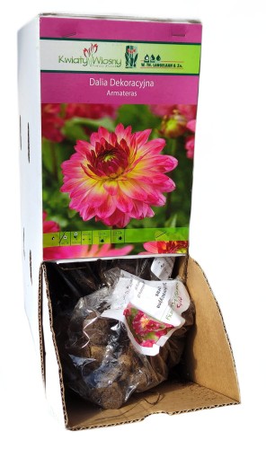 Dalia dekoracyjna Armatears bulwa 1szt 100cm
