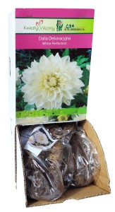 Dalia Dekoracyjna White Perfection biała bulwa 1szt 110cm
