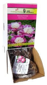 Piwonia Bowl of Beauty różowobiała  Holland 1szt