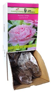 Piwonia Sarah Bernhardt różowa Holland 1szt