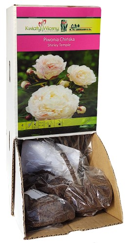 Piwonia Shirley Temple biała Holland 1szt