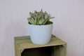 Doniczka Jumper Magnolia 26 Musztarda LAMELA 