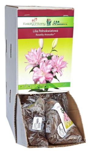 Lilia Roselily Anouska pełna cebulka 1szt 110cm