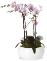 Doniczka ceramiczna misa BIAŁA 23cm