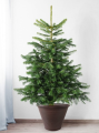 Donica z kompozytu wcięcia 38cm BRĄZOWA GS09AG38B.BR