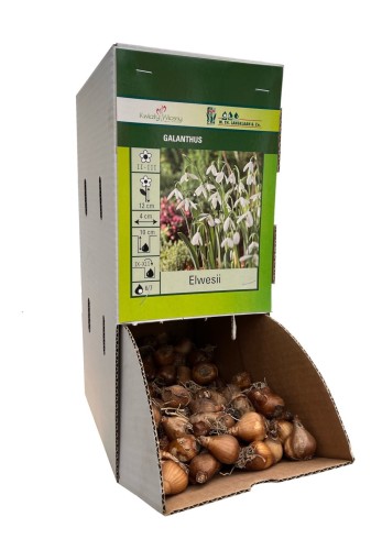 Śnieżyca Galanthus ELVESII cebulka 1 sztuka