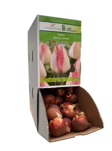 Tulipan SPRYNG SUNRISE cebulka 1 sztuka