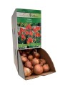 Tulipan MONTREAL cebulka 1 sztuka