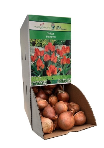 Tulipan MONTREAL cebulka 1 sztuka