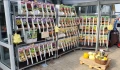 Tulipan SPRYNG SUNRISE cebulka 1 sztuka