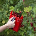 Zbieraczka maszynka do drobnych owoców jagód, borówek zbierak BROWIN