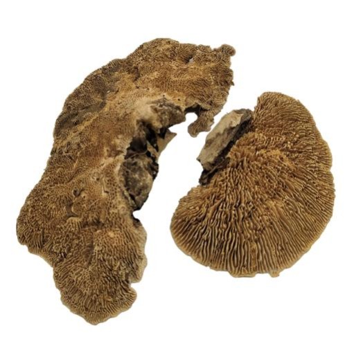 Dekoracyjne  brązowe GRZYBY SUSZONE 250g