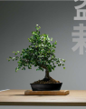 Doniczka ceramiczna CZARNA matowa BONSAI z podstawką 25cm