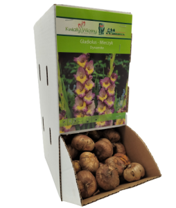 Mieczyk Dynamite fioletowo-żółty cebulka 1 szt