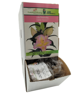 Lilia Capation Tricolore cebulka 1 szt 110cm