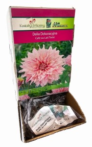 Dalia dekoracyjna  Cafe au Lait Twist bulwa 1 szt 100 cm