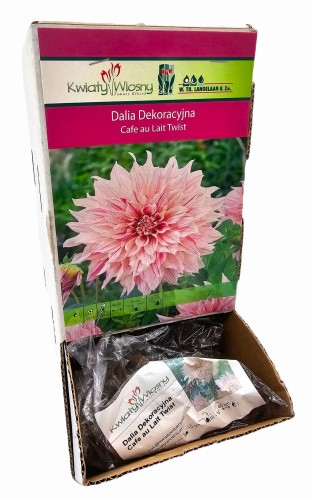 Dalia dekoracyjna  Cafe au Lait Twist bulwa 1 szt 100 cm