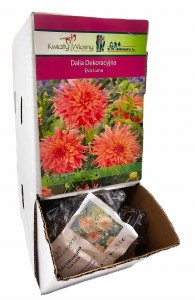 Dalia dekoracyjna  Eva Luna bulwa 1 szt 120 cm