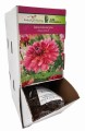 Dalia dekoracyjna Missis Dutch  bulwa 1 szt 70 cm