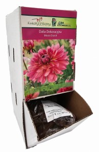 Dalia dekoracyjna Missis Dutch  bulwa 1 szt 70 cm