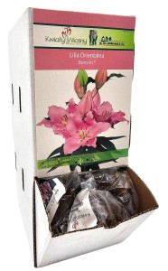 Lilia orientalna Benson cebulka 1 szt 110 cm