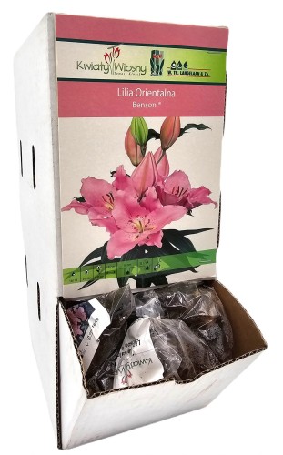 Lilia orientalna Benson cebulka 1 szt 110 cm