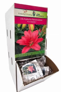 Lilia azjatycka pełnokwiatowa Pura Desierto cebulka 1 szt 45 cm 