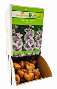 Mieczyk Condor biało - fioletowy cebulka 1 szt