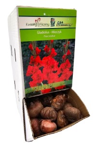 Mieczyk Firecracker czerwony cebulka 1 szt