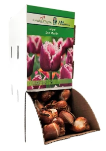 Tulipan SAN MARTIN Cebulka 1 sztuka
