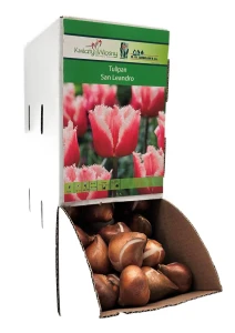 Tulipan SAN LEANDRO Cebulka 1 sztuka